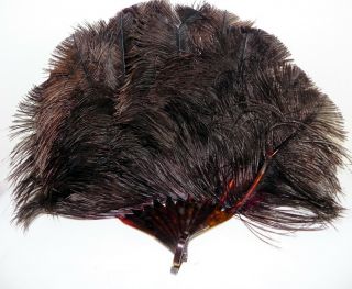 Antique 19th Century Dark Brown Ostrich Plume Feather Hand Folding Fan Victorian
