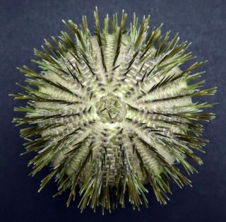 Green Spines Temnopleurus Alexandri 62.  7 Mm Sydney Australia Sea Urchin