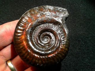 French Pyrite Ammonite - - Hildoceras Bifrons - - 65mm - - Jurassic