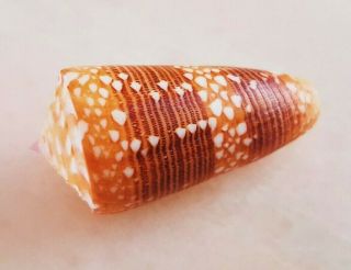 Seashell Conus Nobilis Victor Exceptional Shell