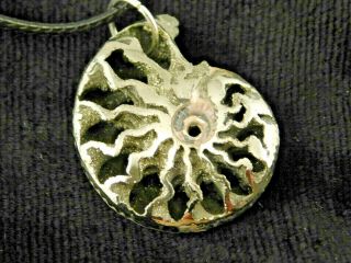 A Polished 100 Natural Pyrite Ammonite Fossil Pendant From Russia 8.  01 E