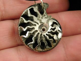 A Polished 100 Natural PYRITE Ammonite Fossil Pendant From Russia 8.  01 e 2