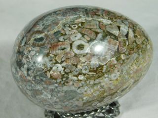 A Big Egg Shaped Sculpture Made From a 100 Natural CRINOID Fossil 430gr e 3