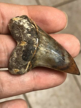 Bakersfield Fossil Shark Tooth Hill Shark Teeth Isurus Planus Mako.  Rare Find