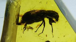 Cretaceous Aphodiinae Scarabaeidae Scarab Beetle In Burmese Amber Burmite