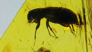 Cretaceous Aphodiinae Scarabaeidae Scarab Beetle in Burmese amber Burmite 2