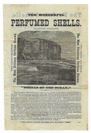 Perfumed Petrified Shells Late 1800 