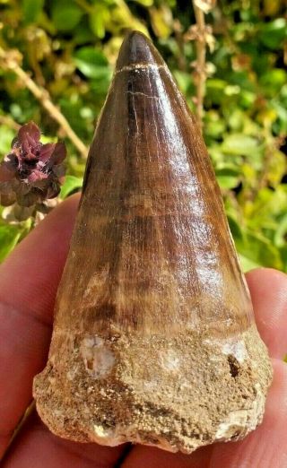 Really Huge And Mesmerizing Mosasaurus Dinosaur Tooth Fossil