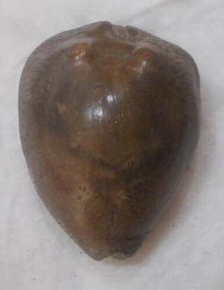 Shell Fossil Cypraea (barycypraea) Beberkiriana 53.  84mm