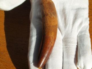 Huge Spinosaurus Dinosaur Tooth Fossil 112 Million Years Old 3.  25 " Inches