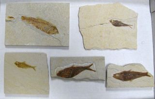 Extinctions - Flat Of 5 Fossil Fish Plates 2 Diff Types -