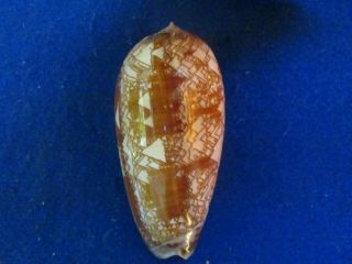 Oliva Porphyria 100 Mm Magnificent Pattern Close To Gem This Size Is Scarce