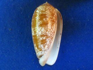 Oliva porphyria 100 mm MAGNIFICENT PATTERN close to gem this size is scarce 2