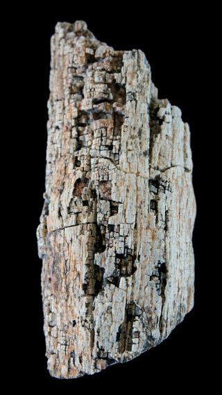 Angiosperm Dicot limb section w/ brown rot fungus Nevada Polished Petrified Wood 2