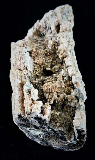 Angiosperm Dicot limb section w/ brown rot fungus Nevada Polished Petrified Wood 3