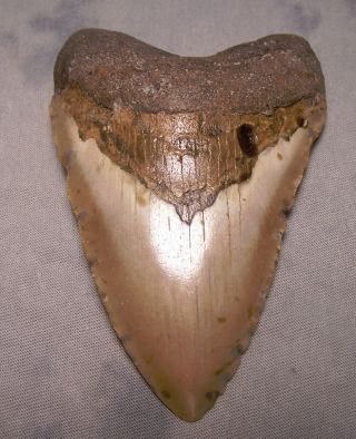 Megalodon Shark Tooth 4 1/8 " Fossil Teeth Jaw Megladon Scuba Dive Meg Huge
