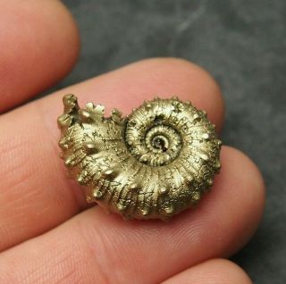 27mm Kosmoceras Sp.  Pyrite Ammonite Fossils Callovian Fossilien Russia