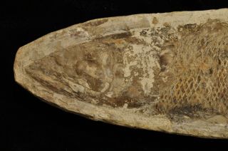 Fossil fish - Rhacolepis sp.  from Brazil 2