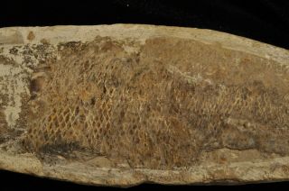 Fossil fish - Rhacolepis sp.  from Brazil 3