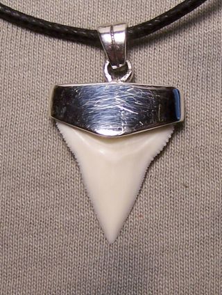 Awesome 1 5/16 " Modern Bull Shark Tooth Teeth Sterling Silver Pendant Megalodon