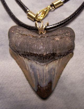 1 3/4 " Megalodon Shark Tooth Teeth Fossil Wireless Pendant Necklace Jaw