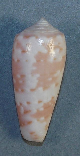 Conus Timorensis 33.  18mm Choice Rare Specimen St.  Brandon Is. ,  Mauritius