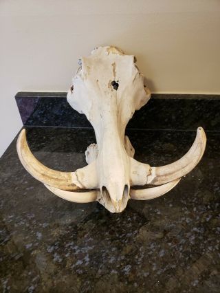 Vintage African Warthog Skull Taxidermy With Wood Plate