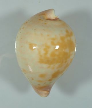 Cypraea Armeniaca White 0.  99