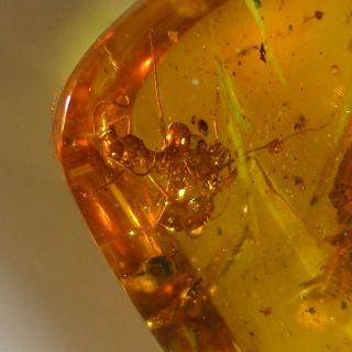Two Ant.  One Bite The Other.  Perfect Preserved Fossil In Burmese Amber