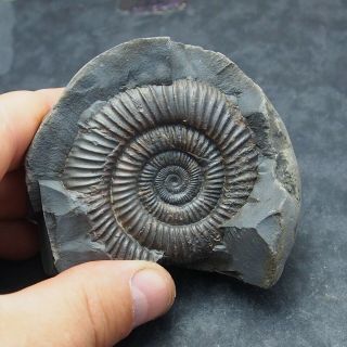58mm Dactylioceras Commune Ammonite Pos/neg Fossil Jurassic Fossilien Ammoniten