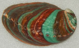 Seashell Haliotis Discus Hannai 102mm Good Size