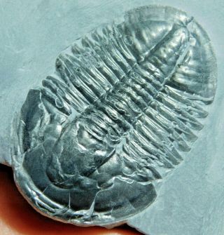 A Big Perfect 500 Million Year Old Asaphiscus Trilobite Fossil Utah 200gr E E