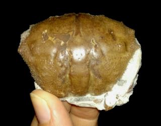 Arthropod,  Crustacean,  Crab Fossil,  From Java,  Indonesia,  53mm