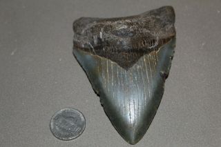 Megalodon Fossil Giant Shark Teeth Natural Large 4.  15 " Huge Commercial Grade
