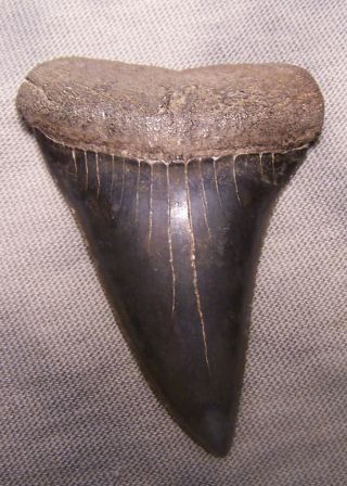 Giant 2 1/8 " Mako Shark Tooth Teeth Megalodon Fossil Jaw Scuba Diver Fishing