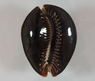 cypraea mauritiana round extra 2