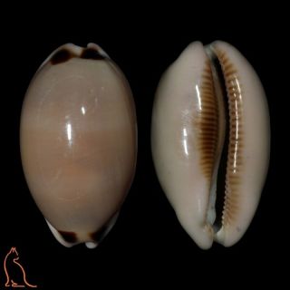 Cypraea Luria Pulchra Pulchra,  Oman,  Cypraeidae Sea Shell