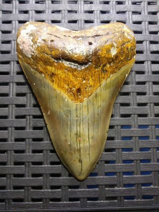 4.  05 " Megalodon Shark Tooth Fossil 100 Authentic