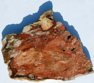 Two,  Polished Petrified Wood Slabs,  Nevada And Arizona - End Cuts