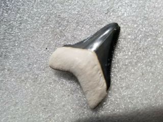 Bone Valley Megalodon Shark Tooth Fossil Museum Quality Collectors Piece