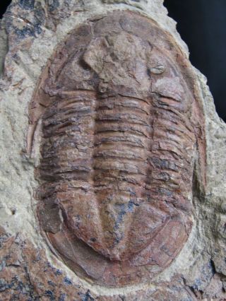 And Very Rare Trilobite.  Asaphellus Jujuanus Ordovician.  Morocco.  Nº08n