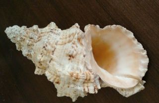 Large Natural Conch 25cm Shell Home Decor Marine Sea Decoration