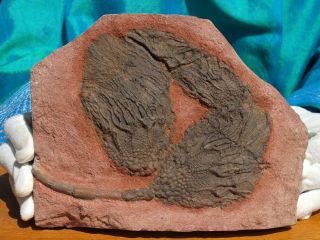 Detailed Scyphocrinites Crinoid Fossil From Morocco 8.  0 " 480 Million Years Old