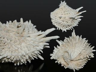 Seashell Arcinella Californica Huge Crazy Shell 78.  8 Mm