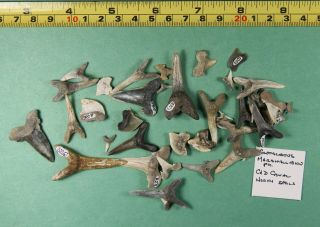 35,  Cretaceous Shark Teeth - Delaware