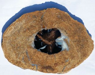 Large,  Polished,  Blue Forest,  Wy,  Algae - Encased Petrified Wood Round - Dicot
