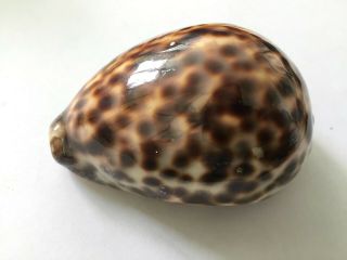 Cypraea Tigris - Vietnam Seashell