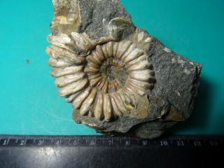 Ammonites Colombiceras Кавказ меловой период