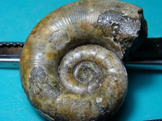 Ammonites Lytoceras Кавказ меловой период