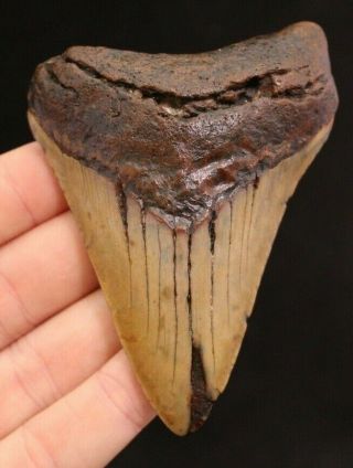 Megalodon Shark Tooth 3.  94 " Extinct Fossil Authentic Not Restored (cg13 - 135)